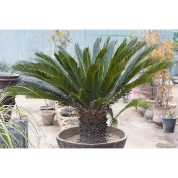 Natural Palm Trees